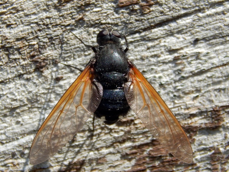 Satyramoeba etrusca